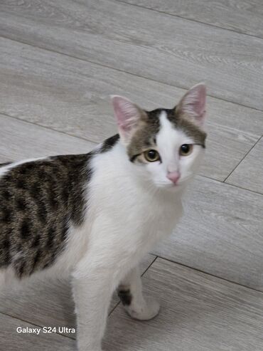 отдам кота в добрые руки: Отдам кота в добрые руки