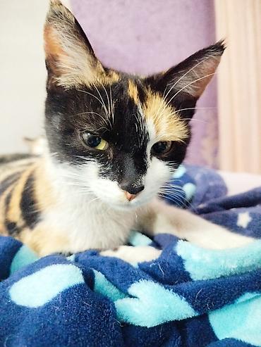 Отдам даром кошку: 3 месяца, Девочка — 5