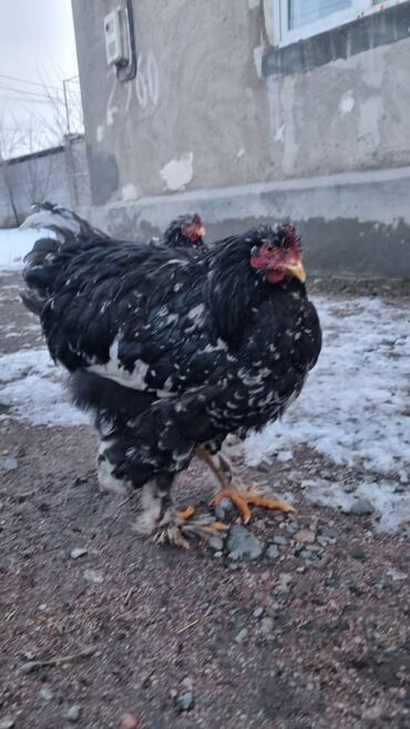 Птицы: Мраморный Кохин — 4