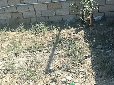 cins toyuqlarin satisi: Salam kənd yumurtası satılır.2-3 gündən bir yumurta olur.Həyətdə — 6