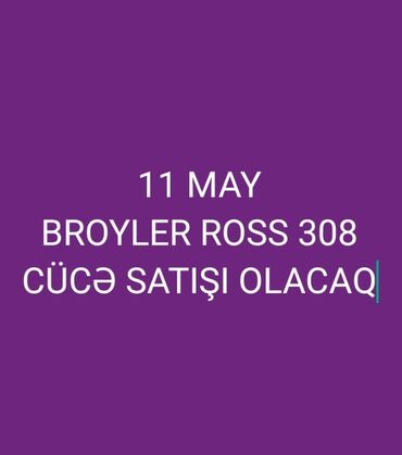 toyuq cücəsi: Toyuq cücələri, Ətlik