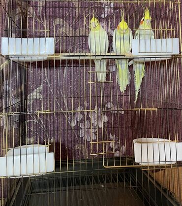 Qəfəslər: Salamlar quşlar şatılir hamısı idyal vəziyyətdədirlər .vitaminləri35 — 7