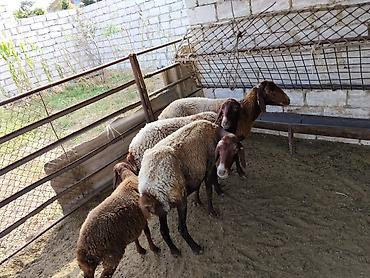 Yerli baki cinsi qoyunlardi ekiz balaliyanlardi lalafo.az -da Yerli baki cinsi qoyunlardi ekiz balaliyanlardi