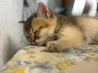 Pişiklər: Şinşilla, Erkək — 8