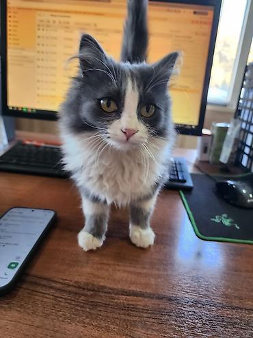 мал доктор: Котята ищут любящий дом 🏡 родились у нас на работе, кушают все и корм — 7