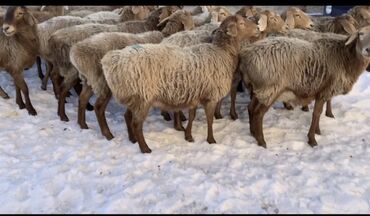 С/х животные: Продаю | Овца (самка) | Гиссарская, Арашан | Для разведения | Матка, Ягнившаяся at lalafo.kg С/х животные: Продаю | Овца (самка) | Гиссарская, Арашан | Для разведения | Матка, Ягнившаяся