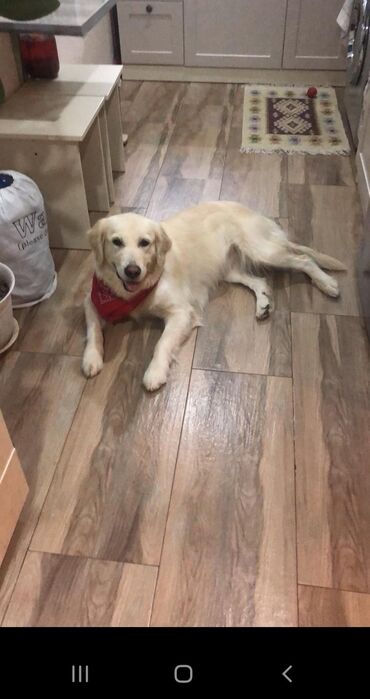 Retriever, 2 il, Dişi, Peyvəndli, Ünvandan götürmə