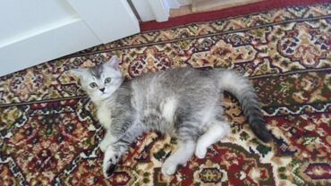 скоттиш страйт котята: Скотиш Страйт (Шотландская прямоухая), 3 месяца, Девочка, Серебристая шиншилла, Приучена к лотку, Проглистована