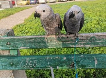 Oprema za kućne ljubimce: Povodci za papagaje – sigurnost, sloboda i poverenje u jednom! — 1