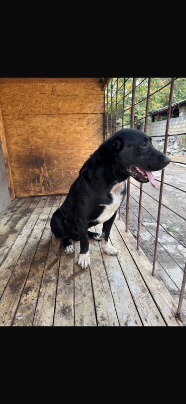 Продажа собак: Продаю собаку алабай 1.5 года. Кобель Цена договорная — 11