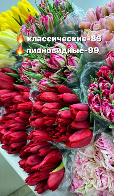 жаны асый: Көчөттөр гүлдүн: Жоогазын, Акысыз жеткирүү, Акылуу жеткирүү, Өзү алып кетүү