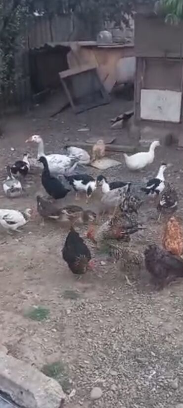 İtlər: Salam ordek toyuqlar isteyen 24 saat elqe salxasin boyukden balacaya