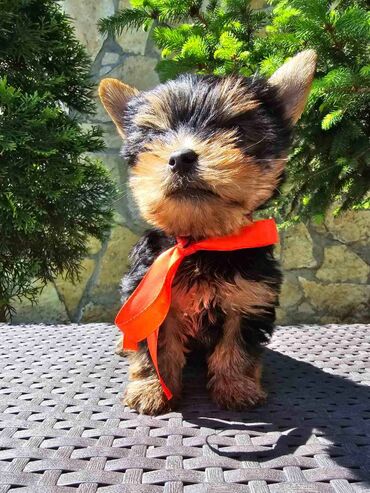 jakne za francuskog buldoga: Preslatko štene MINI jorkširskog terijera na prodaju ženkica zvana