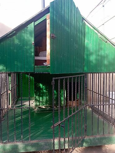 layka iti: 1 ildir alınıb 6 ay istifadə olunub it artıq olmadığı üçün satılır 650 — 2