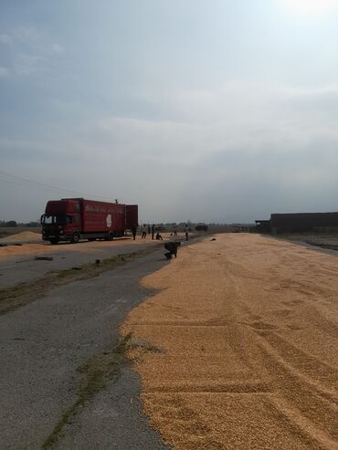 malina.kg продажа малины оптом в бишкеке новопокровка фото: Жүгөрү