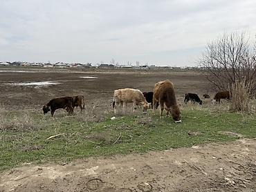 Коровы, быки: Продаю | Бык (самец) | На откорм — 8