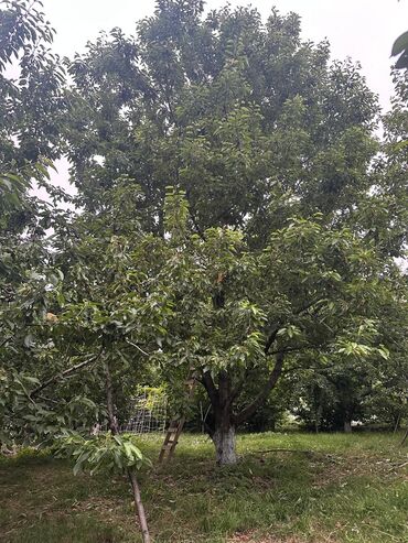 Meyvə və giləmeyvə: Salam Quba rayonunda Dağlı kəndinde 'Qırmızı qesebe' -nin üst — 8