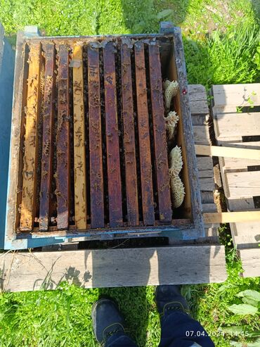 С/х животные и товары: Продаю пчел семьями. находится в городе Ош . матки карника 2023 года