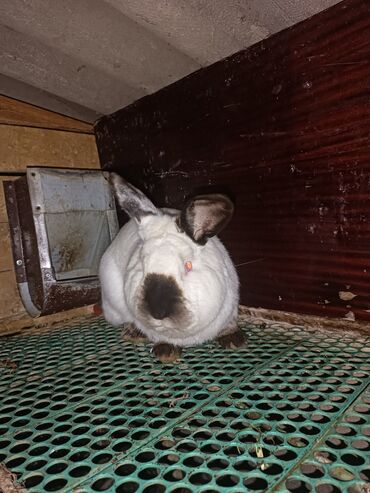 фландр кролик: Продаю | Крольчата | Калифорнийская | Для разведения | Племенные
