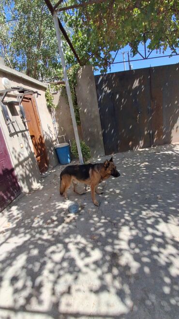 Rozetkalar: Alman çoban iti, 1 il, Erkek, Peyvəndli, Ödənişli çatdırılma