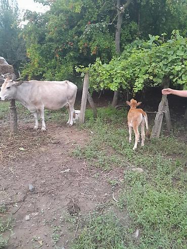 toyuq satisi: Satılır: inək və buzov (ana-bala) - Cins tipi: yerli mal-qara - Rəng — 4