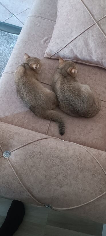 Pişiklər: Britan, Dişi, Yaxşı əllərə, Ünvandan götürmə, Ödənişli çatdırılma — 2