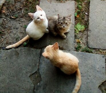 котёнок в добрые руки: Отдам котят в добрые руки
