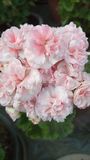 Герани и пеларгонии: Пеларгонии (герань зональная) — сортовые кустики в горшках — 5