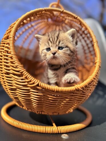 Продажа кошек: Британская короткошёрстная, 1 месяц, Девочка, Золотая шиншилла, Приучена к лотку, Проглистована, С документами — 4