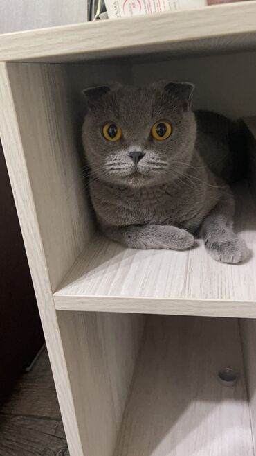 маленькие кошки: Продаётся в связи отъездом срочно…Шотландская кошка, голубого окраса