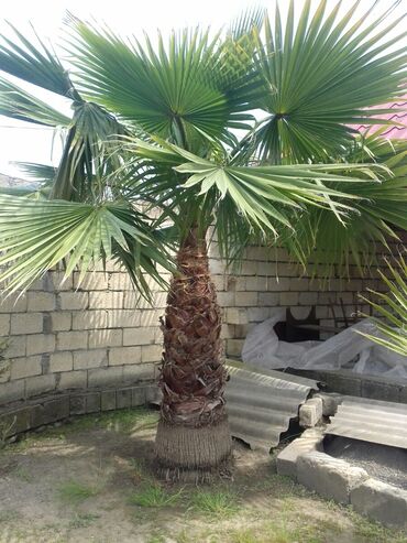 palma ağacı: Palma