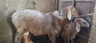 продам бу оборудование для птицефабрики: Сатам | Кочкор (эркек) | Көбөйтүү үчүн | Жасалма жол менен боозутуу