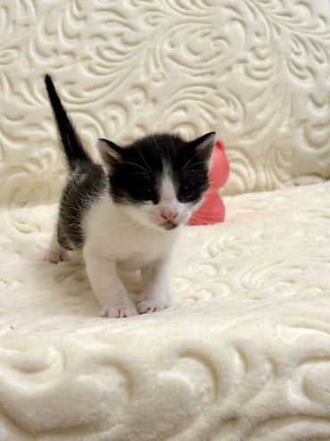 Кошки: Ищем хозяина для молодой кошки и котят. Сима, молодая кошка — 5