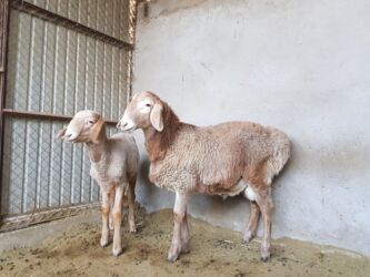 в связи с переездом отдам попугая жако в добрые руки: Продаю | Ягненок, Баран (самец) | Арашан