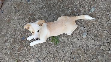 Korgi, 3 ay, Erkək lalafo.az -da Korgi, 3 ay, Erkək