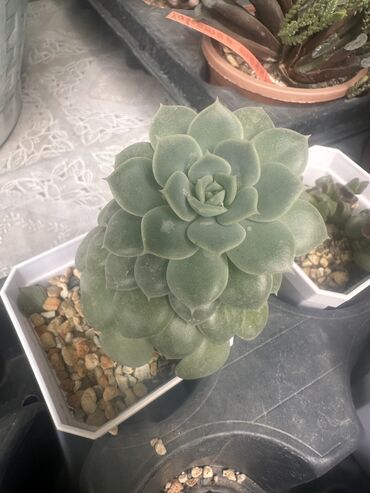 Другие комнатные растения: Комнатные растения — 9