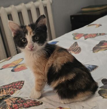 милые животные: Котенок 2 месяца. Трёхцветная кошка. Считается, что трехцветная кошка