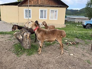 scotish fold: Продаю | Баран (самец) | Для разведения | Осеменитель — 4