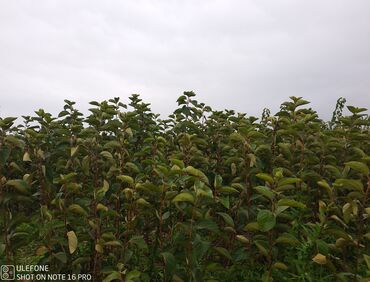 Şitillər: Meyvə tingləri satışdadır və sağlam zəmanətli sifariş verə bilərsiz -da lalafo.az — 26 Şitillər: Meyvə tingləri satışdadır və sağlam zəmanətli sifariş verə bilərsiz — 26