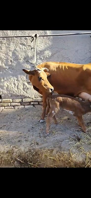 ucuz bala pişiklər: Südlük inək – buzovla birlikdə - Qəhvəyi rəngli, sağım üçün əlverişli — 7