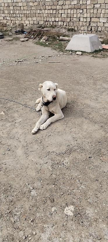 İtlər: Alabay, 2 il, Erkek — 7