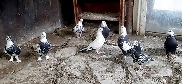 корм для сельхоз птиц: Штука от 300-700 сом — 2