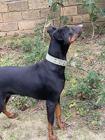 baskervillerin iti: Doberman, 11 ay, Dişi, Ünvandan götürmə — 1