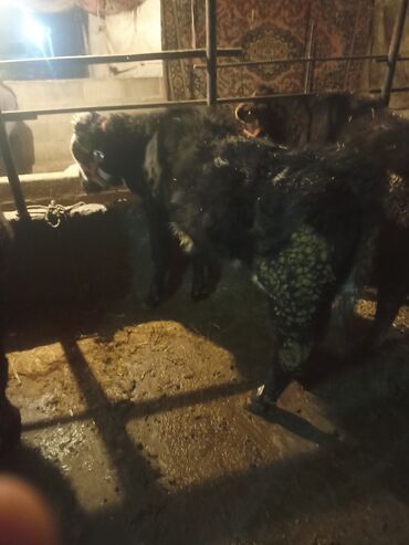 Коровы, быки: Продаю | Музоо, торпок | На откорм | Привязанные — 11