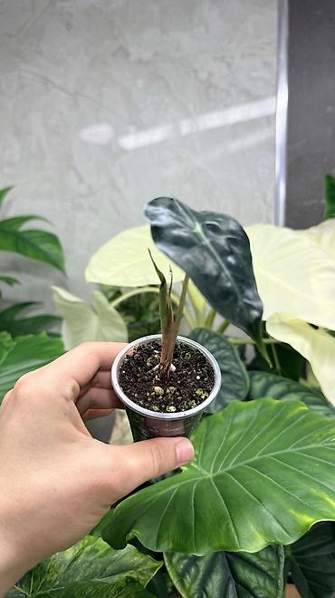 Монстеры: Детки Алоказии Полли по 200 Монстера адансони вариегатная (Monstera — 10