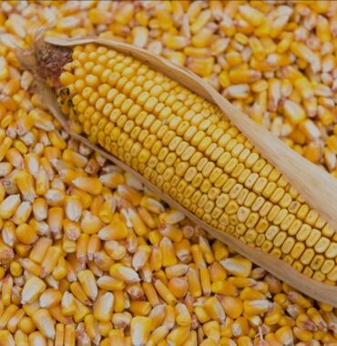 гирлянды цена бишкек: Кукуруза Самовывоз, Платная доставка at lalafo.kg гирлянды цена бишкек: Кукуруза Самовывоз, Платная доставка