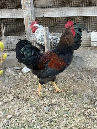 hind quslari: Məhsul: Qara-lələklı, gümüşi yaxalı toyuq cinsi xoruz Xüsusiyyətlər — 8