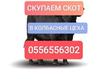 скот телята: Куплю | Коровы, быки, Лошади, кони | Круглосуточно, Любое состояние, Забитый