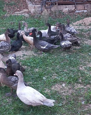 K/t heyvanları və malları: Yumurtaları satılır — 1