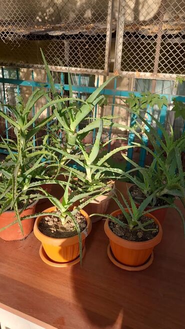 мир матрасов бишкек: Лечебный Алоэ от 300 сом в зависимости от возраста Находятся в районе at lalafo.kg мир матрасов бишкек: Лечебный Алоэ от 300 сом в зависимости от возраста Находятся в районе